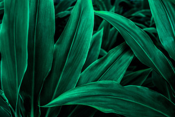 Obraz premium closeup nature view of green leaf in garden, dark wallpaper concept, nature background, tropical leaf