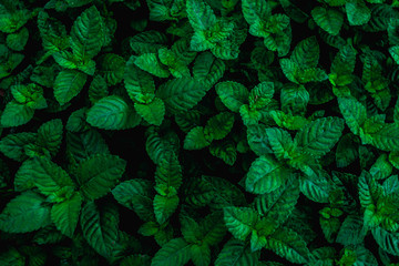 closeup nature view of green leaf in garden, dark wallpaper concept, nature background, tropical leaf
