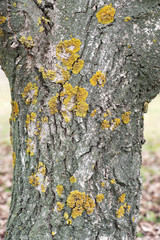 Tree trunk. The trunk of a walnut tree covered with lichen. Rough bark of a tree.