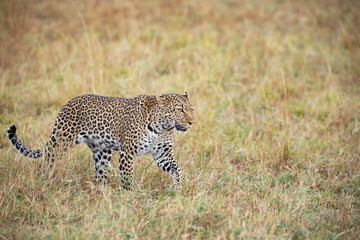 Beautiful leopard in the wild