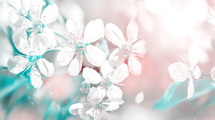Fototapeta na wymiar Delicate white cherry flowers. Beautiful fantastic spring background. Selective focus.