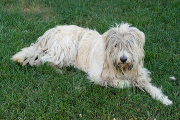 Close up shot of a sheep dog