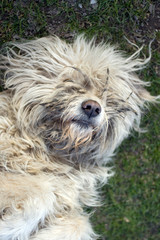 Close up shot of a sheep dog