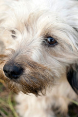 Close up shot of a sheep dog