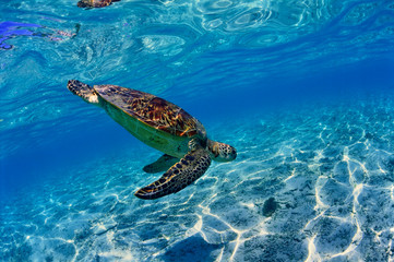 沖縄のビーチで泳ぐウミガメ