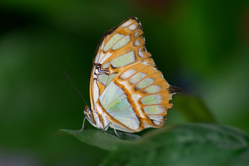 Fototapeta na wymiar Butterfly 2019-204 / Malachite Butterfly (Siproeta stelenes)