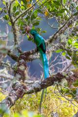 Resplendent Quetzal perched in a tree, San Gerardo de Dota, Costa Rica.