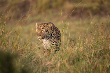 Beautiful leopard in the wild