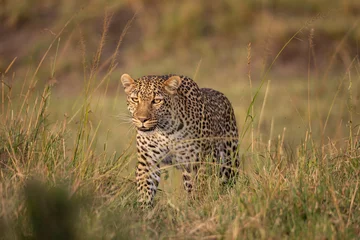  Beautiful leopard in the wild © Alexey Osokin