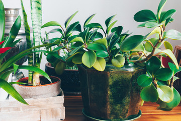 Home decoration with houseplants in pots.