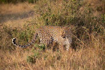 Beautiful leopard in the wild
