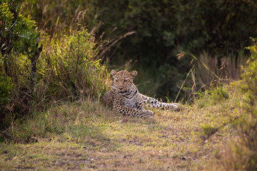 Beautiful leopard in the wild