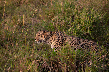 Beautiful leopard in the wild