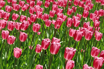 many pink tulips blooming in spring in the park