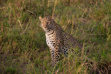 Beautiful leopard in the wild