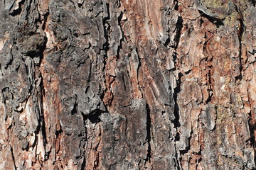 Texture for background of pine bark in brown tones. Wood tree for decoration and design