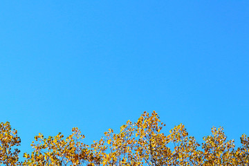 Autumn greeting card with blue background and yellow autumn branches. Copispeses for the inscription. Vibrant fall yellow golden tree foliage on bright blue sky background