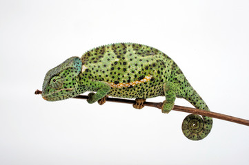 Flapneck Chameleon / Lappenchamäleon (Chamaeleo dilepis petersii) - Südafrikanisches Lappenchamäleon © bennytrapp