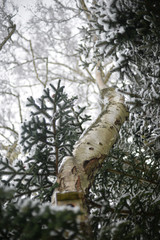 Fototapeta premium tree in forest