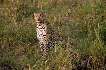 Beautiful leopard in the wild