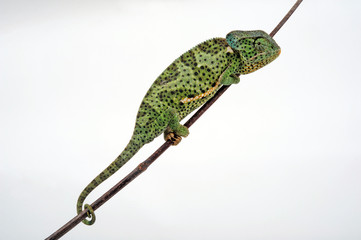 Flapneck Chameleon / Lappenchamäleon (Chamaeleo dilepis petersii) - Südafrikanisches Lappenchamäleon © bennytrapp