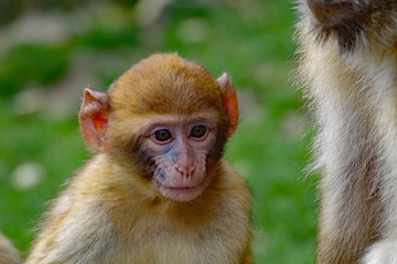 Bébé singe à Beauval
