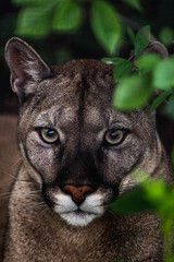 Portrait of Beautiful Puma in wildlife. Cougar, mountain lion, puma, panther. 