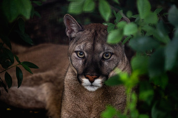Portrait of Beautiful Puma in wildlife. Cougar, mountain lion, puma, panther. 