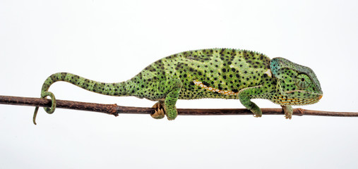 Flapneck Chameleon / Lappenchamäleon (Chamaeleo dilepis petersii) - Südafrikanisches Lappenchamäleon © bennytrapp