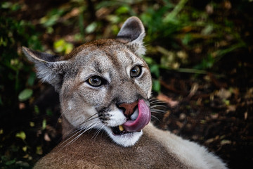 Portrait of Beautiful Puma in wildlife. Cougar, mountain lion, puma, panther. 