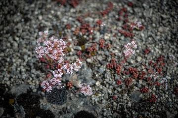 pink flowers on rock bed