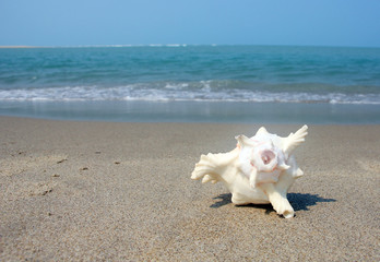 Fototapeta na wymiar A seashell or sea shell, also known simply as a shell, is a hard, protective outer layer created by an animal that lives in the sea.