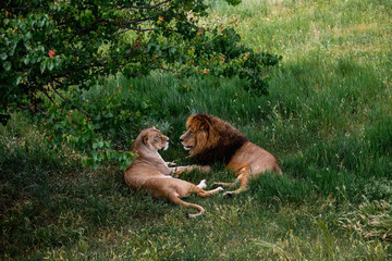 Animals family. Lioness in wildlife