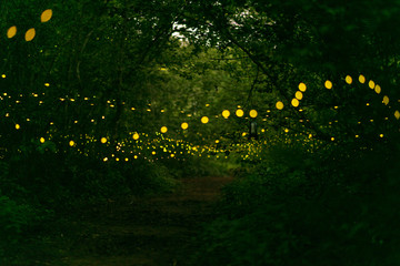 Abstract and bokeh light firefly flying in the forest. Fireflies (Lampyridae) flying in the bush at...