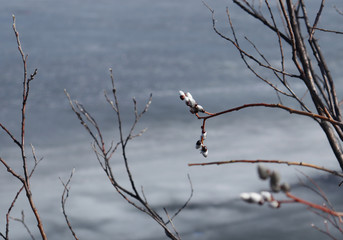 Willow twig with gray fluffy buds in early spring in the Park. Selective focus. Beautiful spring landscape.