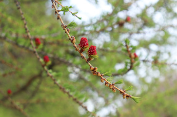Larch twigs with young leaves and pink blooming cones in early spring. Selective focus