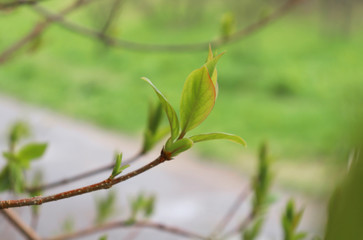 Young green leaves on a tree branch in spring. Awakening of nature. Selective focus.