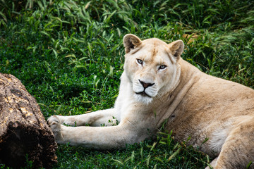 Dangerous Lions fight in safari wildlife