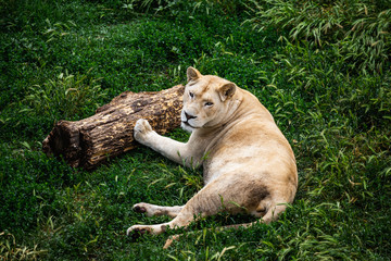 Dangerous Lions fight in safari wildlife