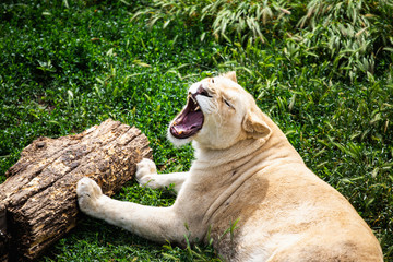 Angry White Lion in Safari