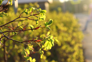 Rosehip bushes with young leaves on a spring evening at sunset. Selective focus. Beautiful natural landscape in the rays of the setting sun.