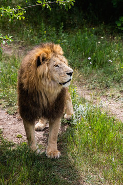 Portrait of dangerous Lion in wildlife. Hunting in the woods