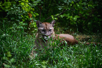 Portrait of Beautiful Puma in wildlife. Cougar, mountain lion, puma, panther.