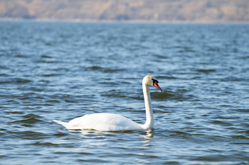 Fototapeta na wymiar White swan swimming in the river, photo