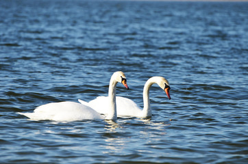 Obraz premium White swans swimming in the river, photo, love symbol