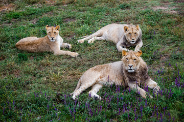 Lion and lioness in wildlife. Animals family