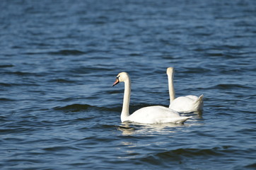 White swans swimming in the river, photo, love symbol
