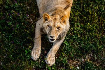 Portrait of dangerous Lion in wildlife. Hunting in the woods