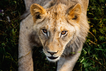 Fototapeta premium Portrait of dangerous Lion in wildlife. Hunting in the woods