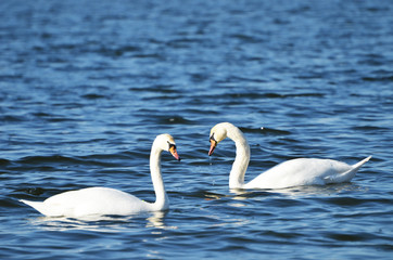 Fototapeta premium White swans swimming in the river, photo, love symbol